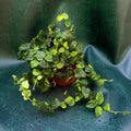 Ficus Pumila