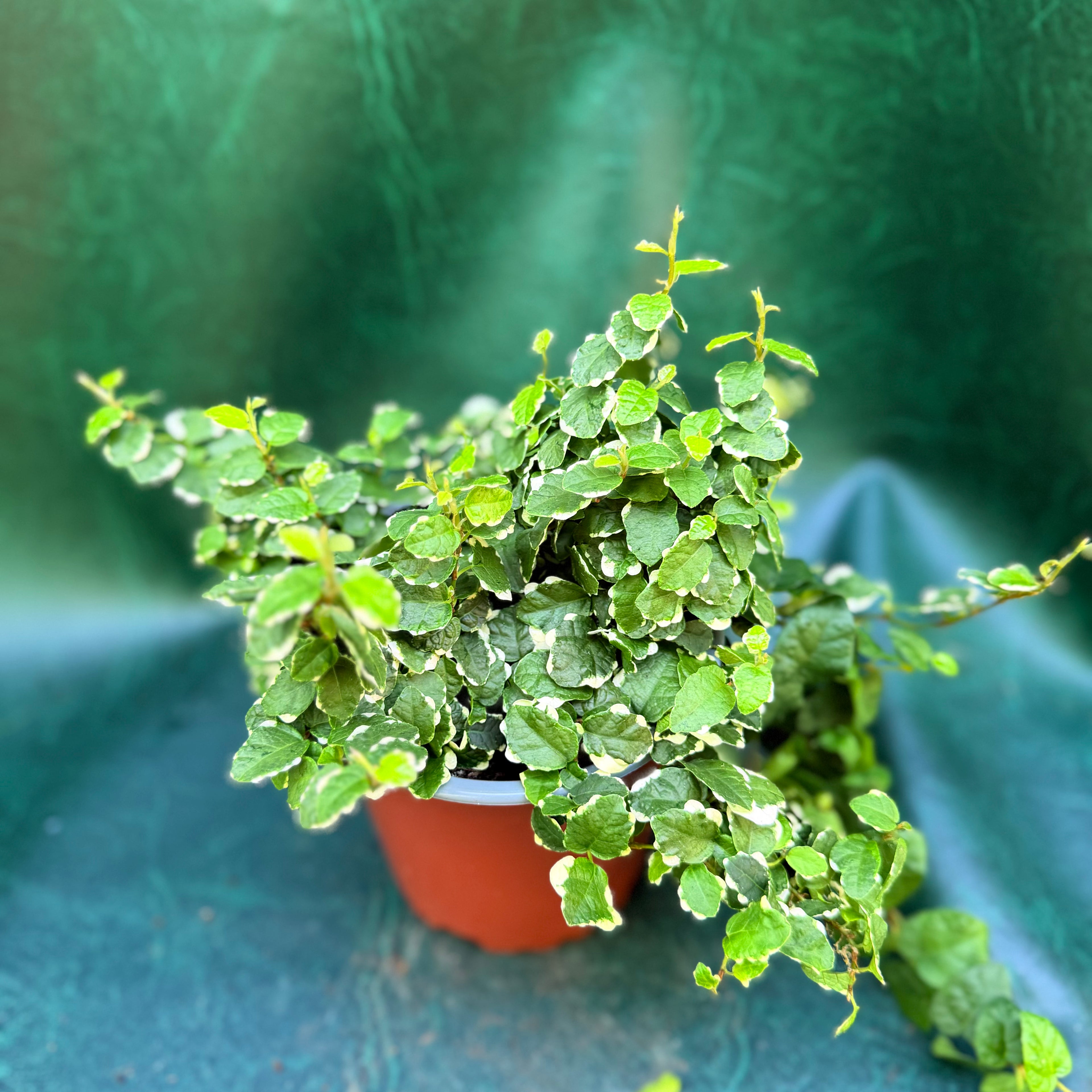 Ficus Pumila Variegata