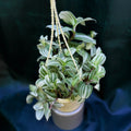 Tradescentia  Brightness