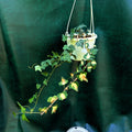 Hedera Ivy