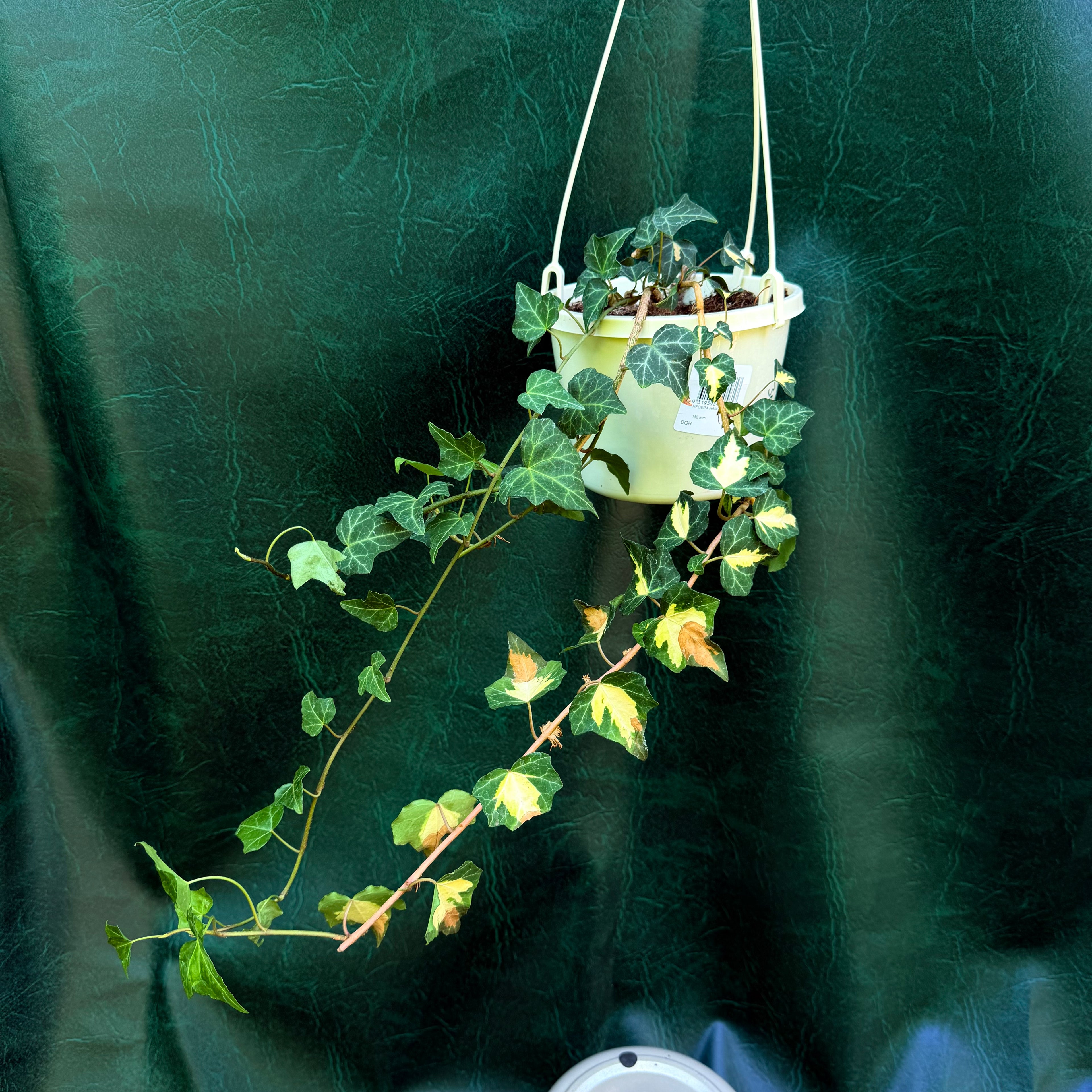 Hedera Ivy