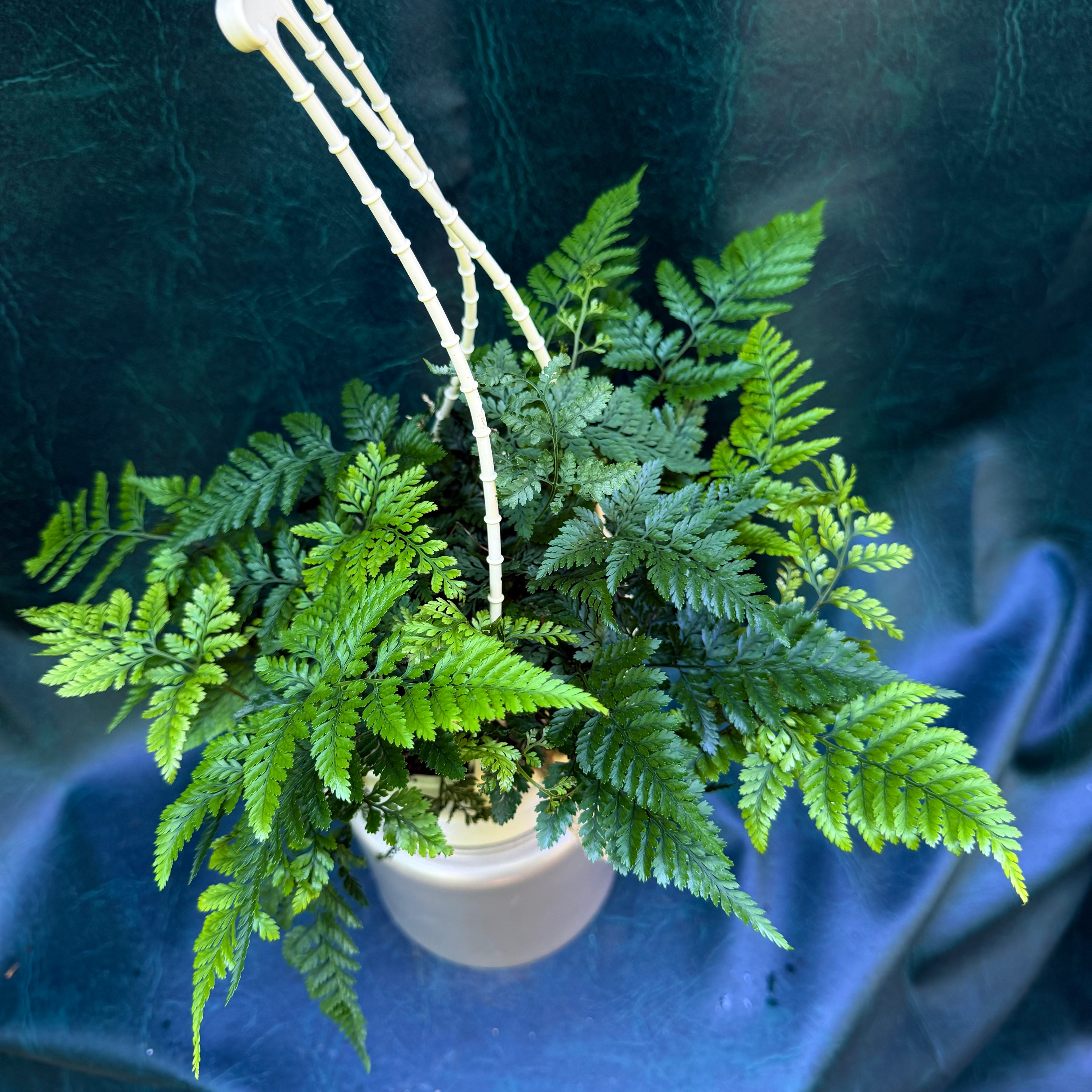 Davallia fejeensis 'Rabbit's Foot Fern'