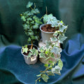 Hedera Ivy species