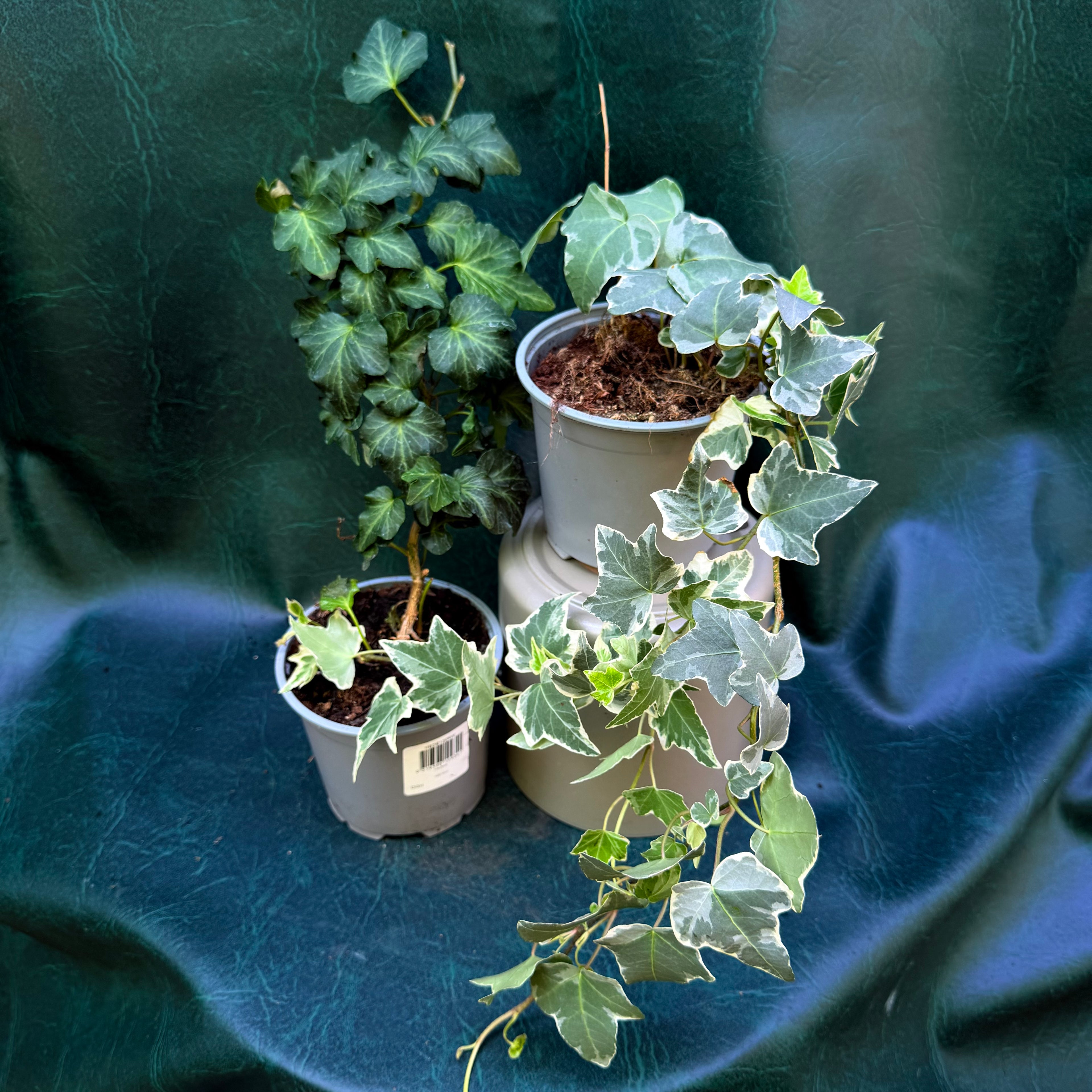 Hedera Ivy species