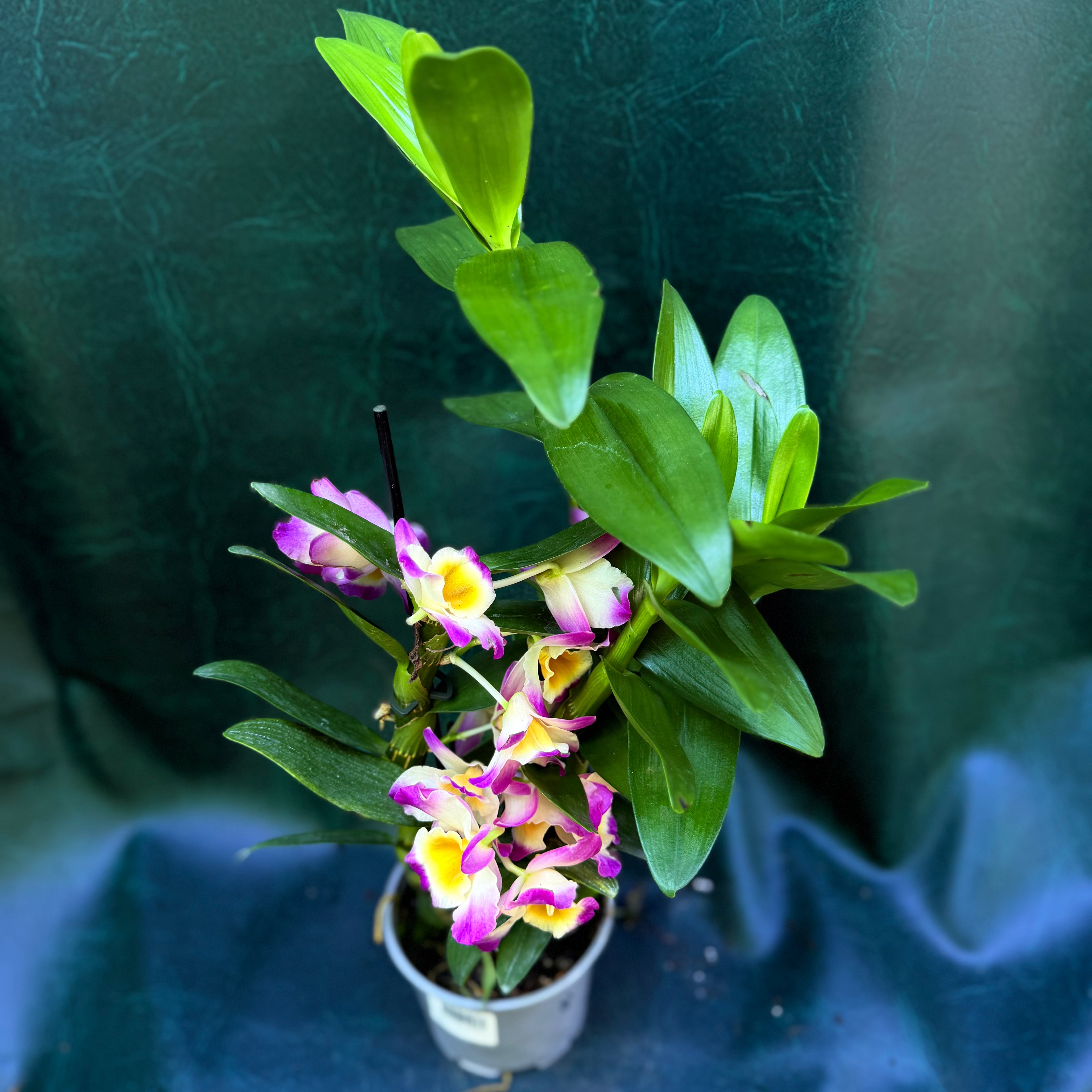 Orchid Dendrobium Nobile