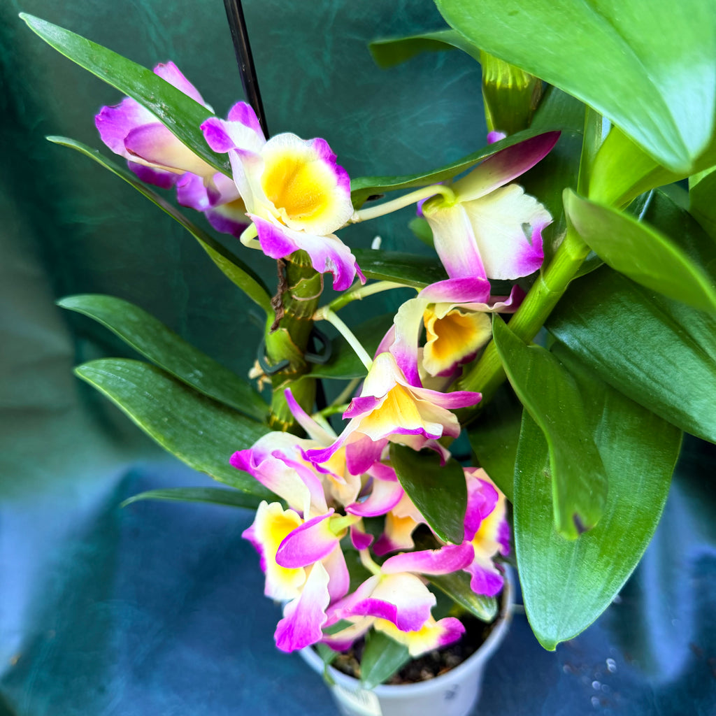 Orchid Dendrobium Nobile