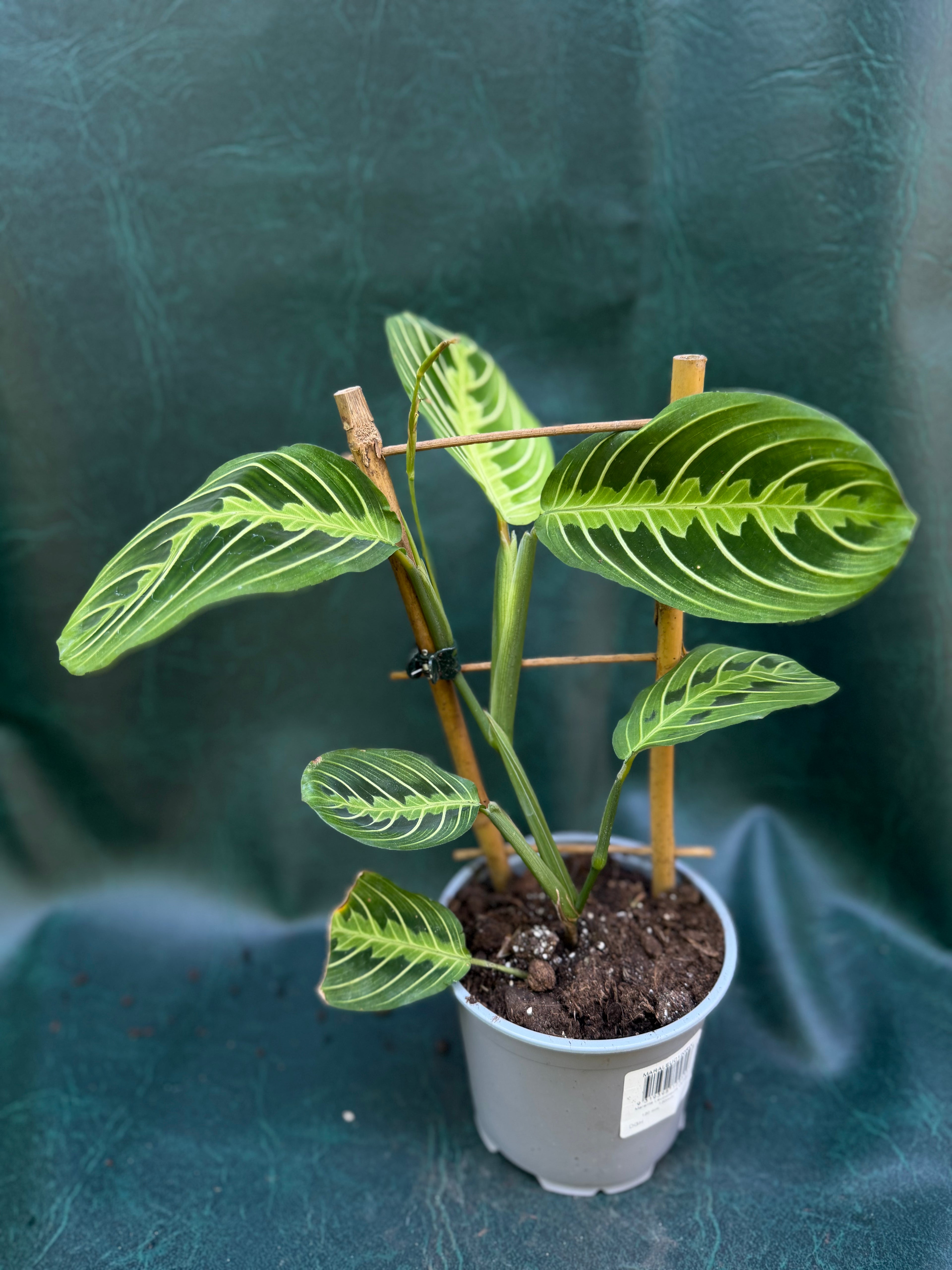 Maranta Lemon & Lime