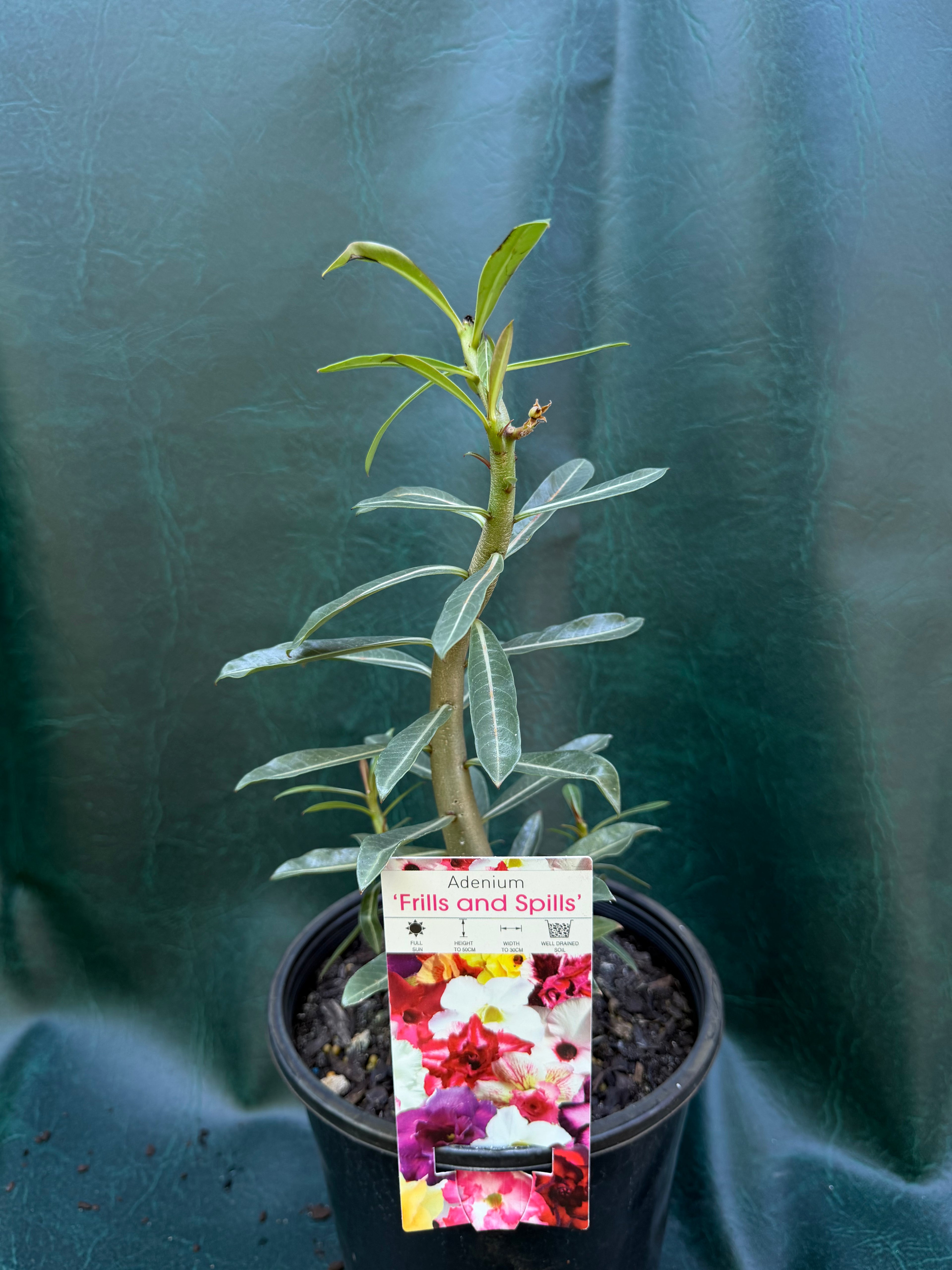 Adenium Obesum