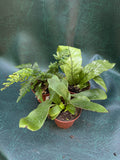 Fern species