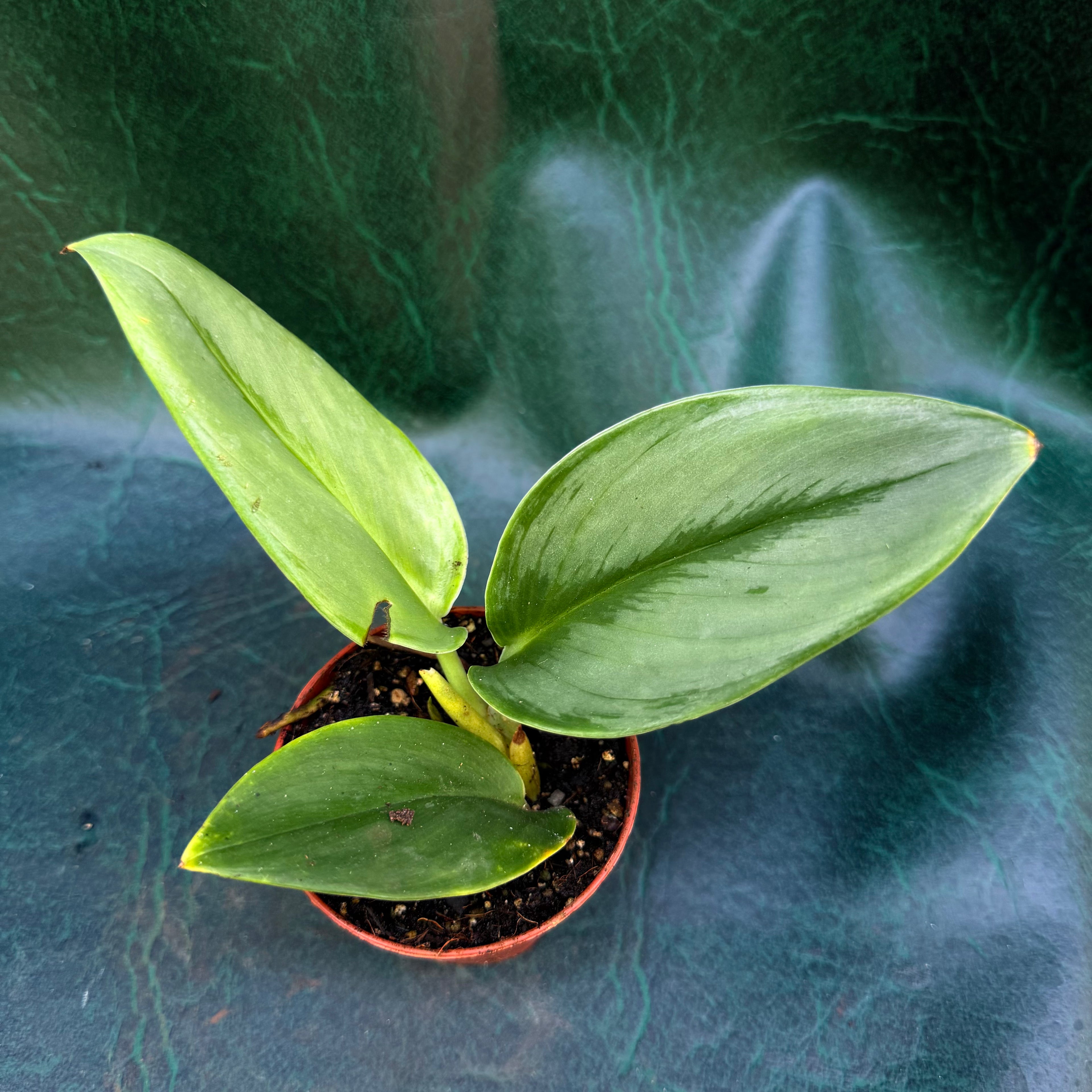 Scindapsus Treubii Moonlight