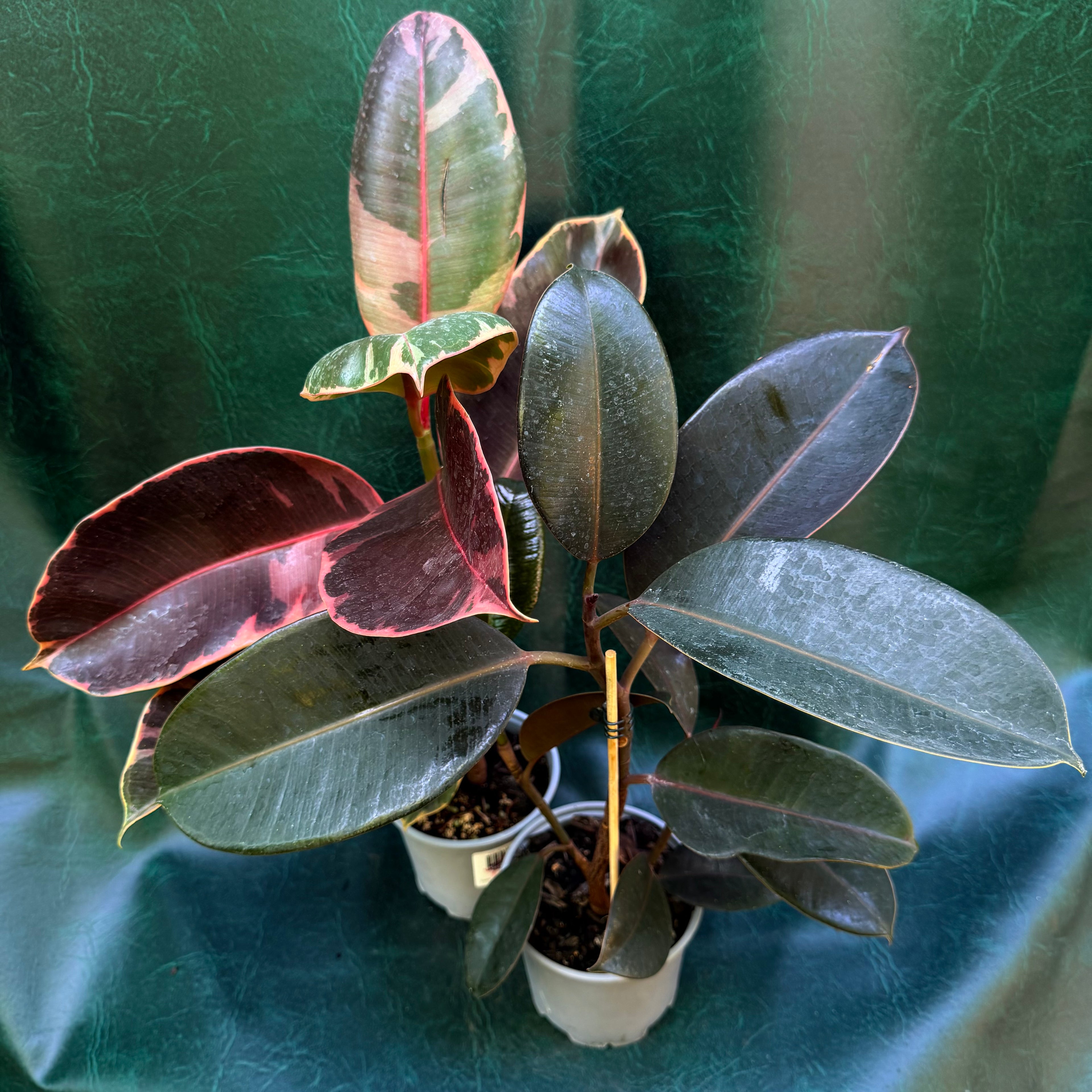 Ficus Elastica SPECIAL