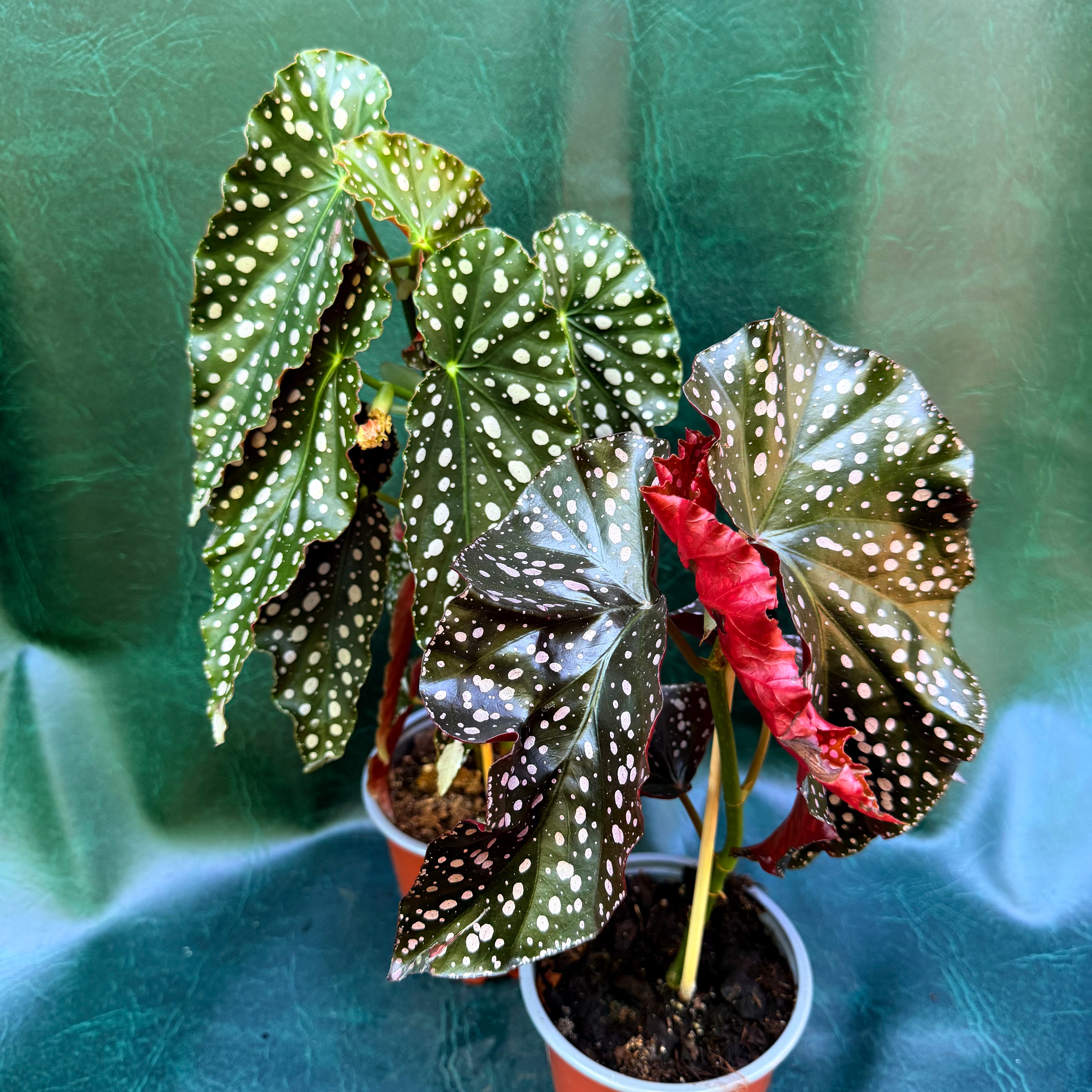 Begonia Maculata