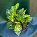 Aglaonema sp