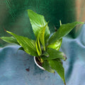 Spathiphyllum 'Peace lily'