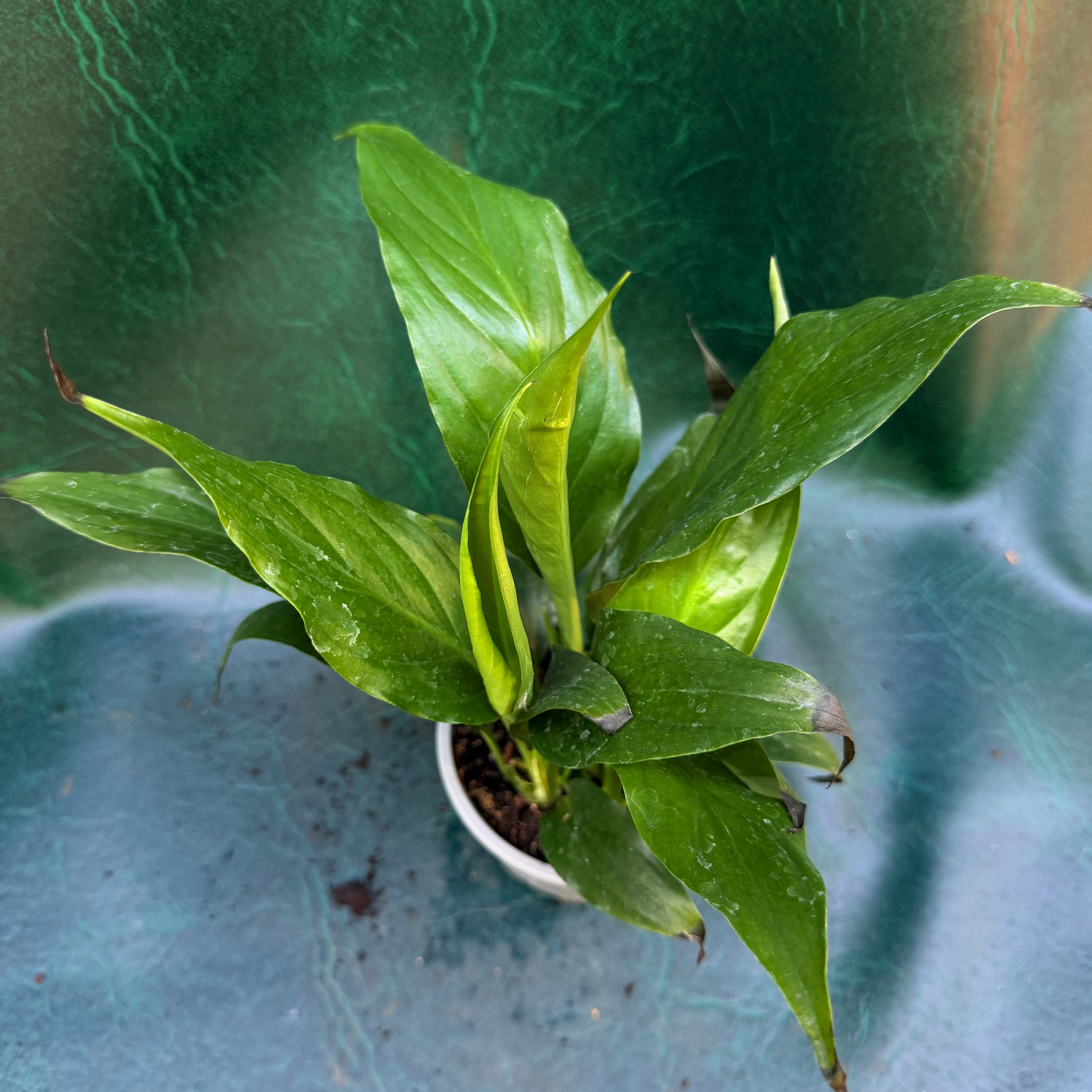 Spathiphyllum 'Peace lily'