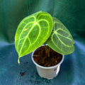 Anthurium Clarinervium