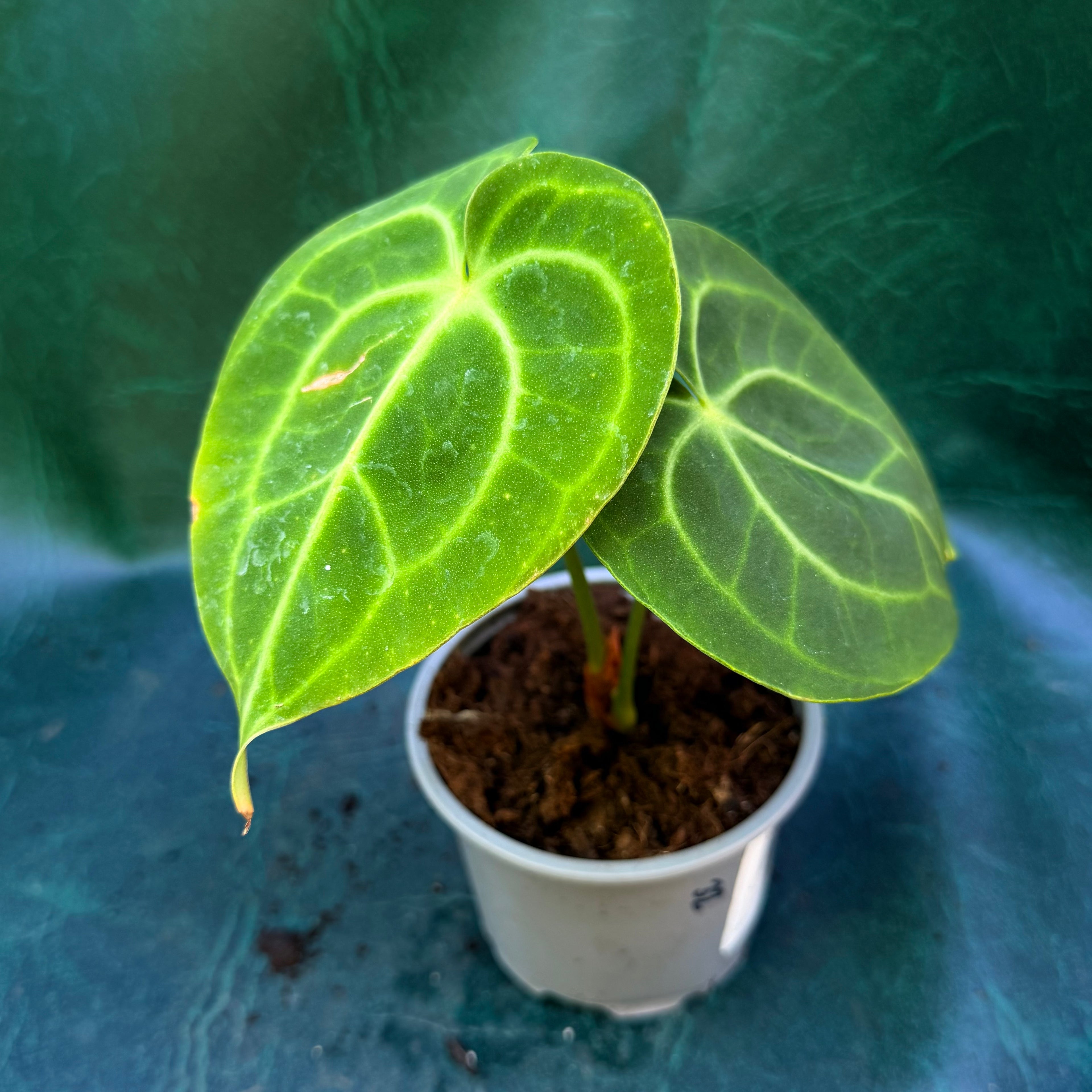 Anthurium Clarinervium
