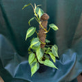 Philodendron Brasil