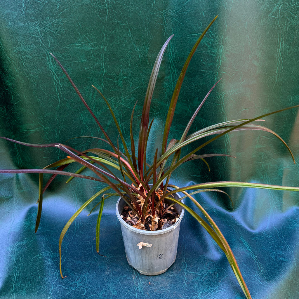 Crinum lily purple REDUCED
