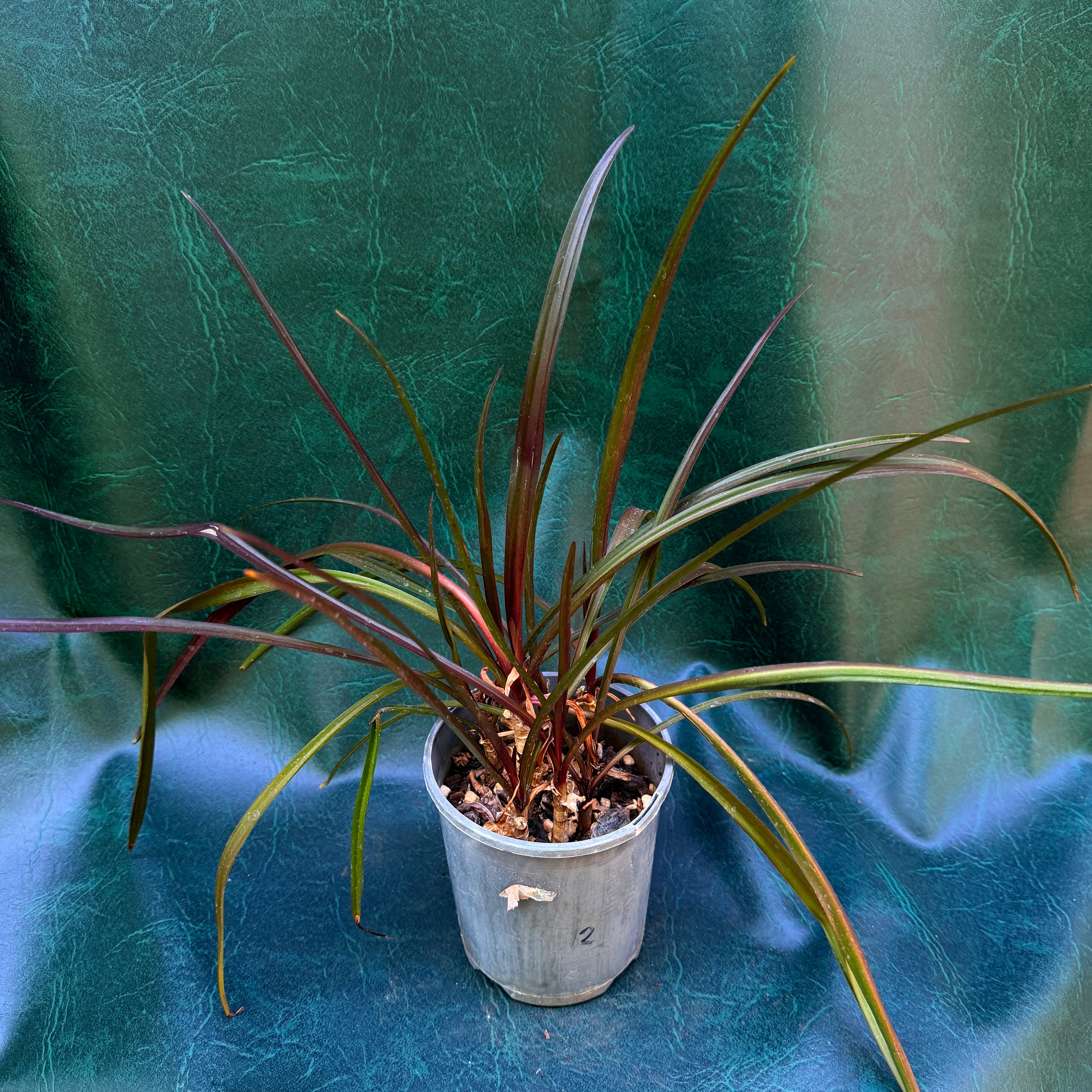 Crinum lily purple REDUCED