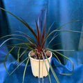 Crinum lily purple REDUCED
