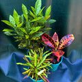 Croton species