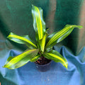 Dracaena 'Happy plant'