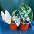 Alocasia Frydek Variegata
