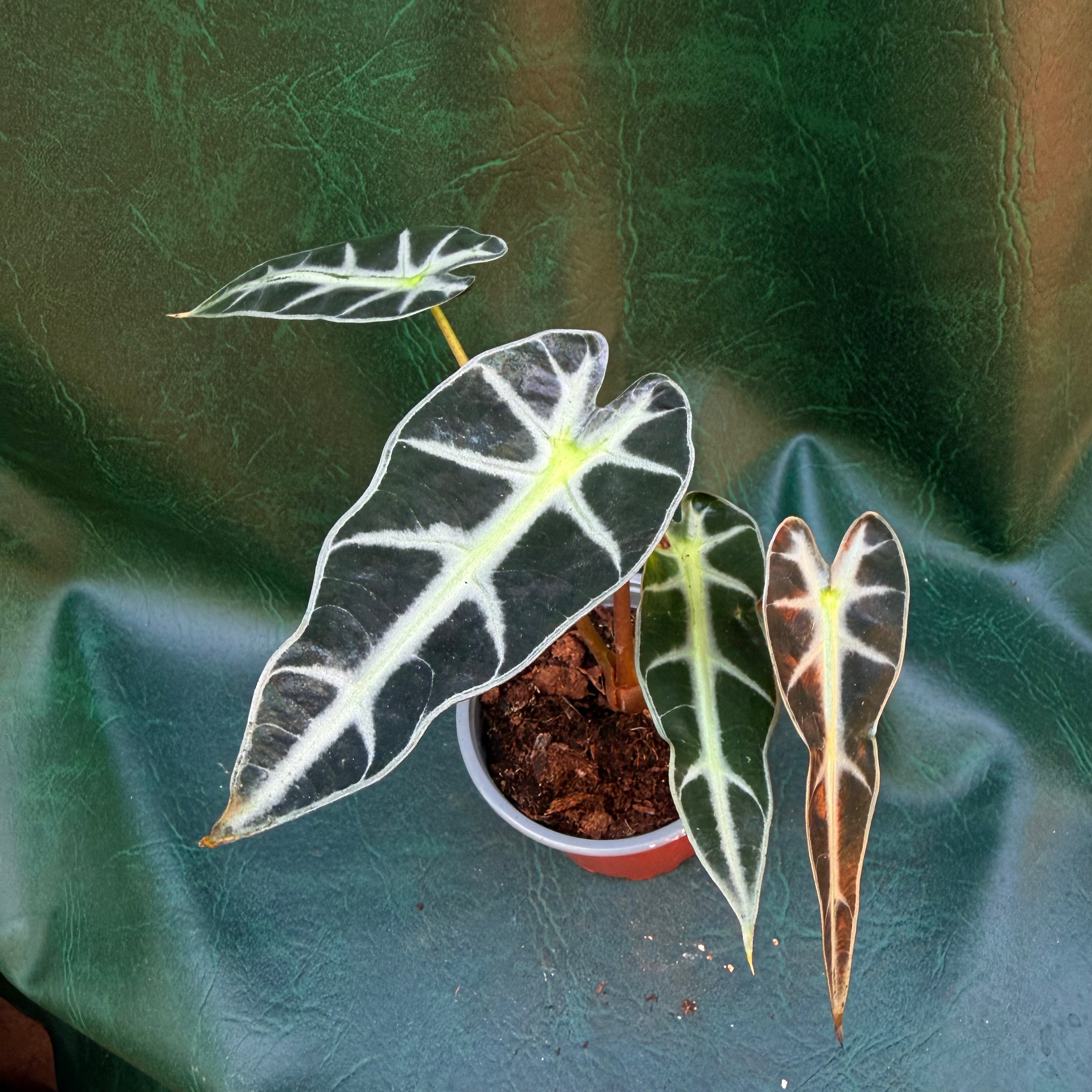 Alocasia Amazonica Bambino