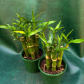 Dracaena 'Lucky Bamboo'