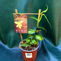 Orchid Vanilla Bean Variegata