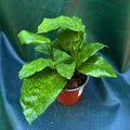 Calathea Musaica