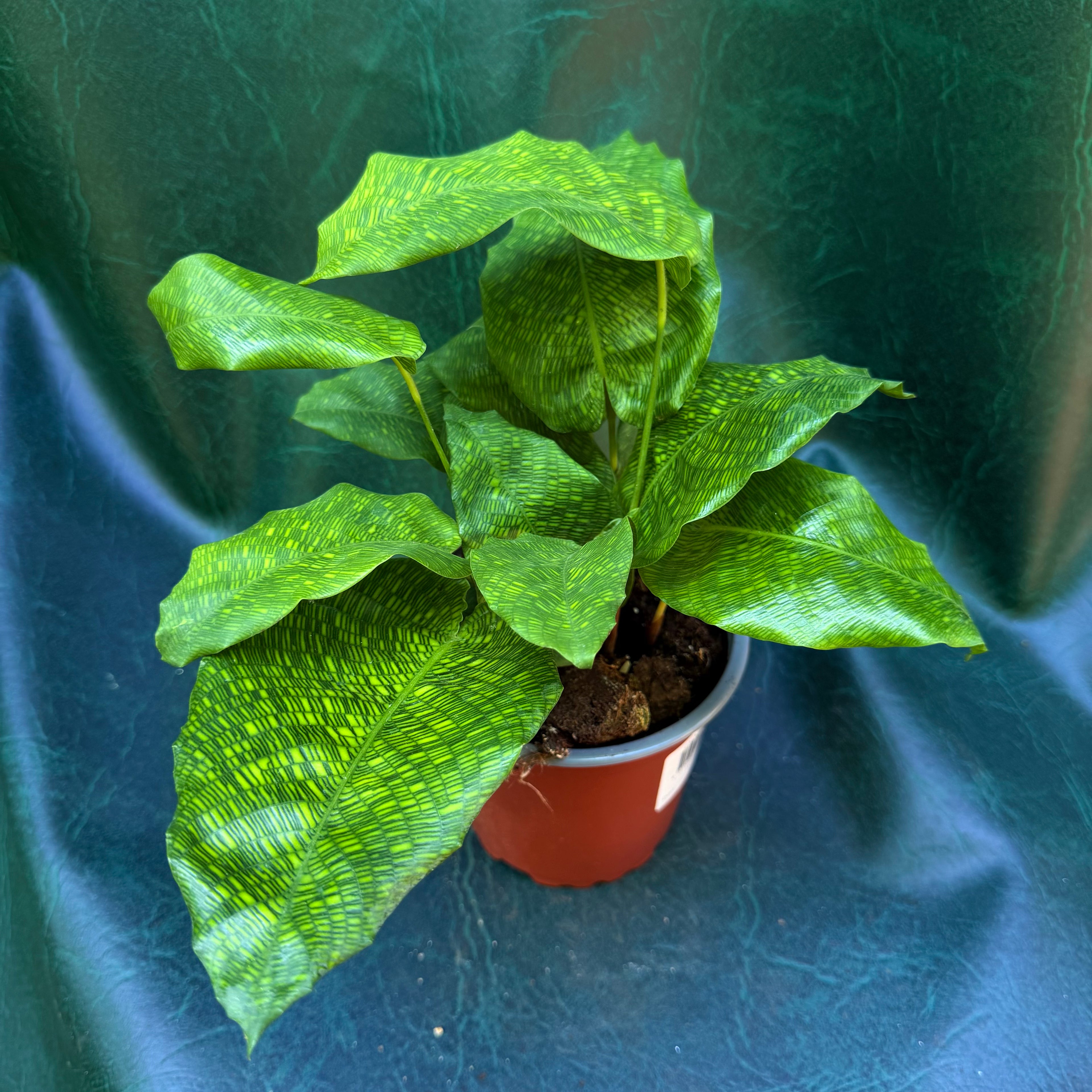 Calathea Musaica
