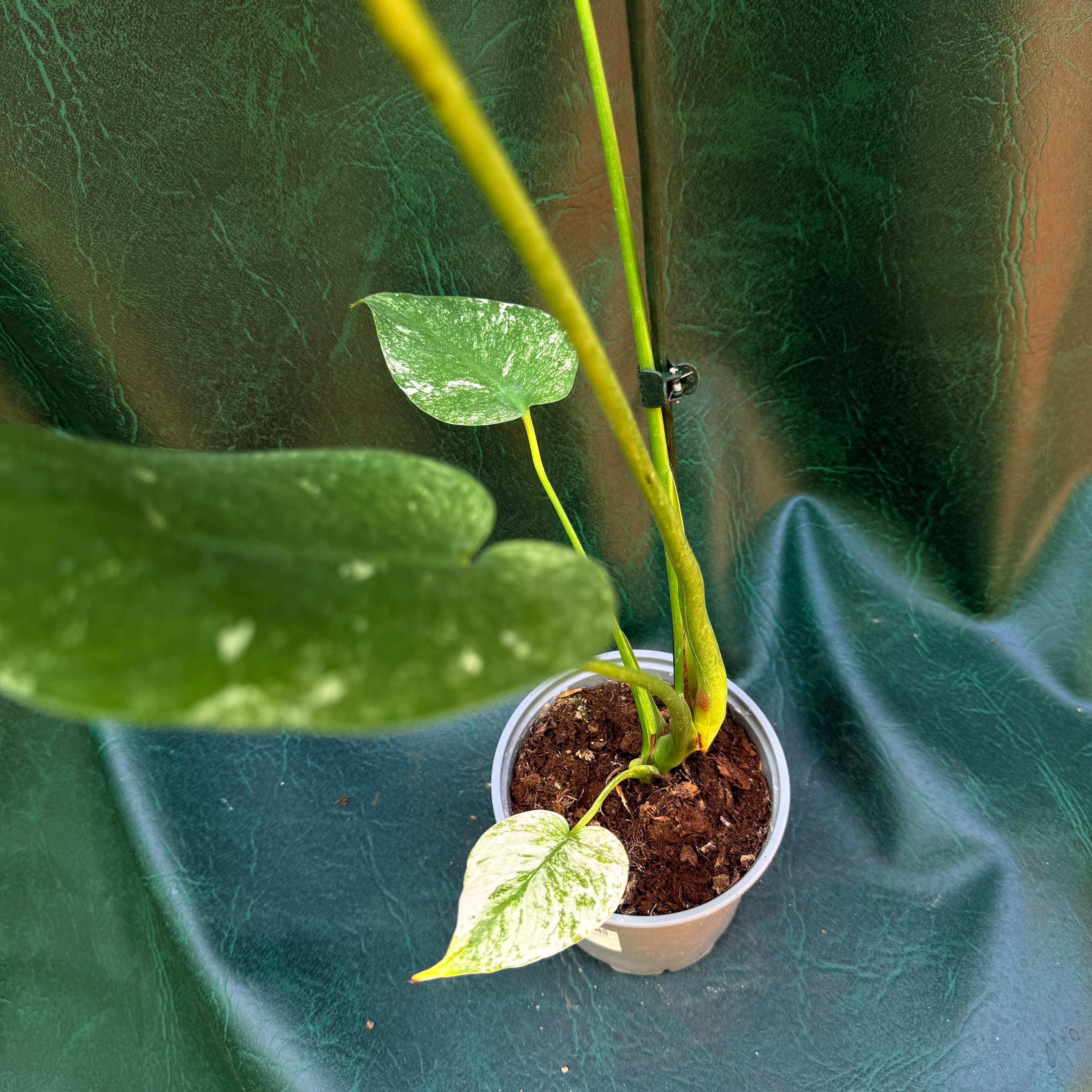 Monstera Mint