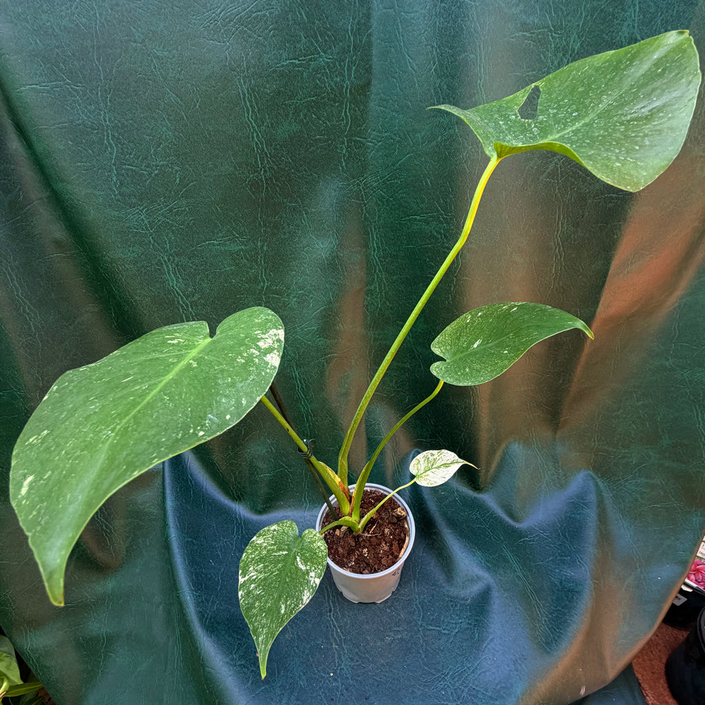 Monstera Mint