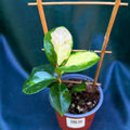Hoya Carnosa Australis Lisa