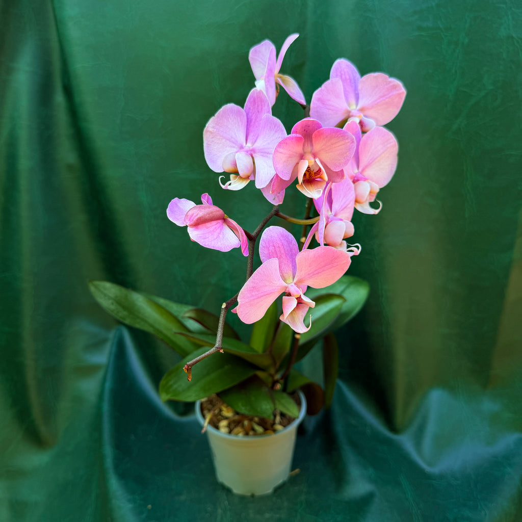 Orchid Phalaenopsis