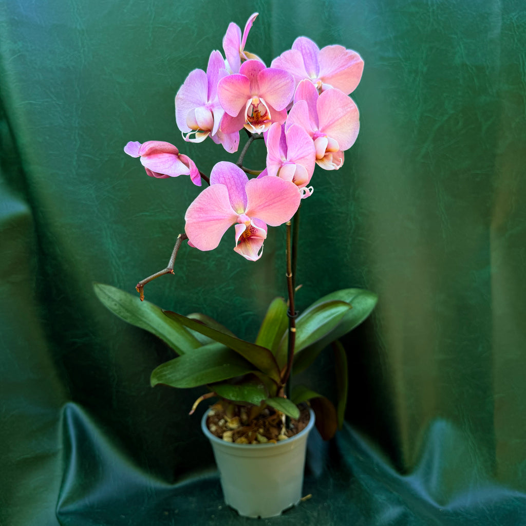 Orchid Phalaenopsis