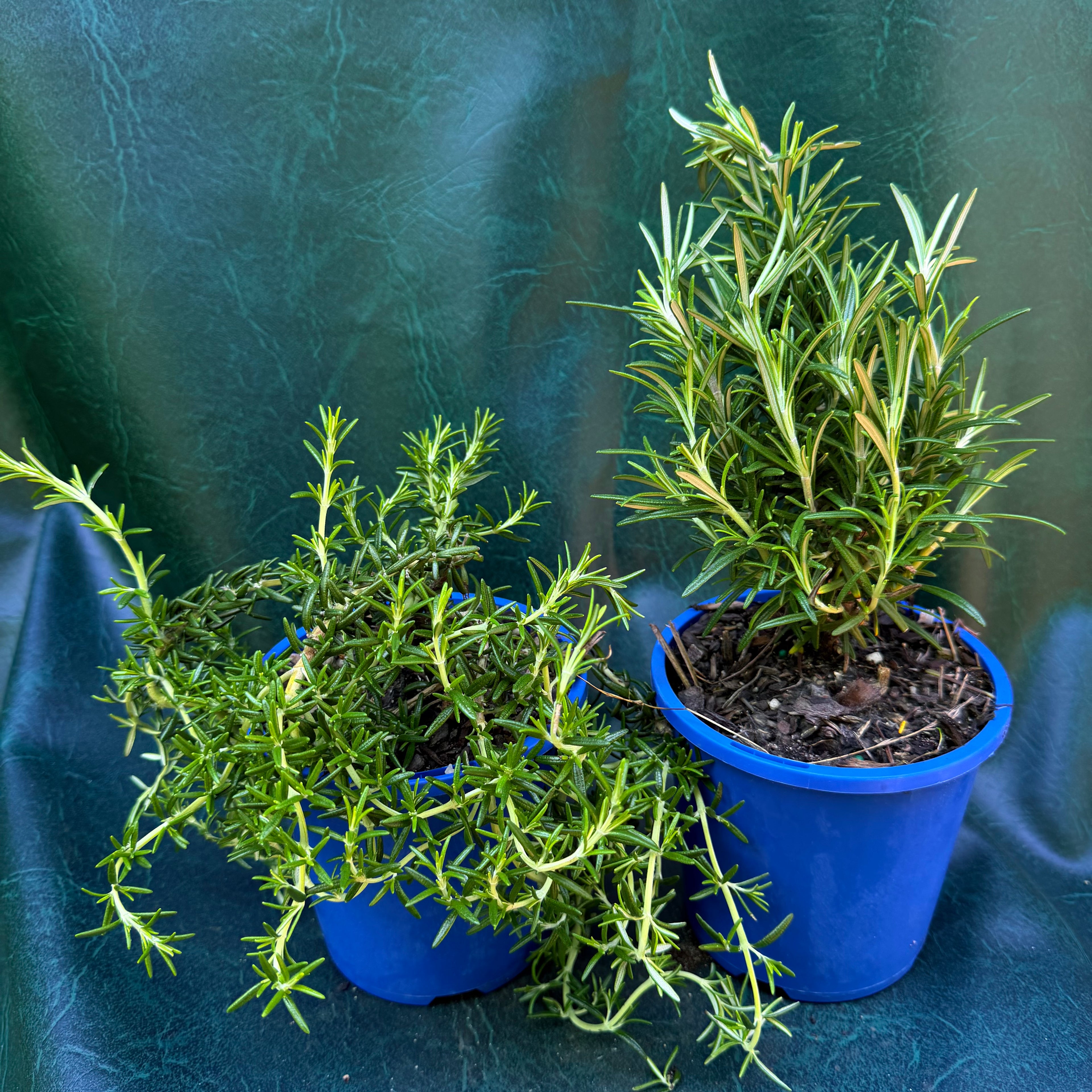 Rosemary