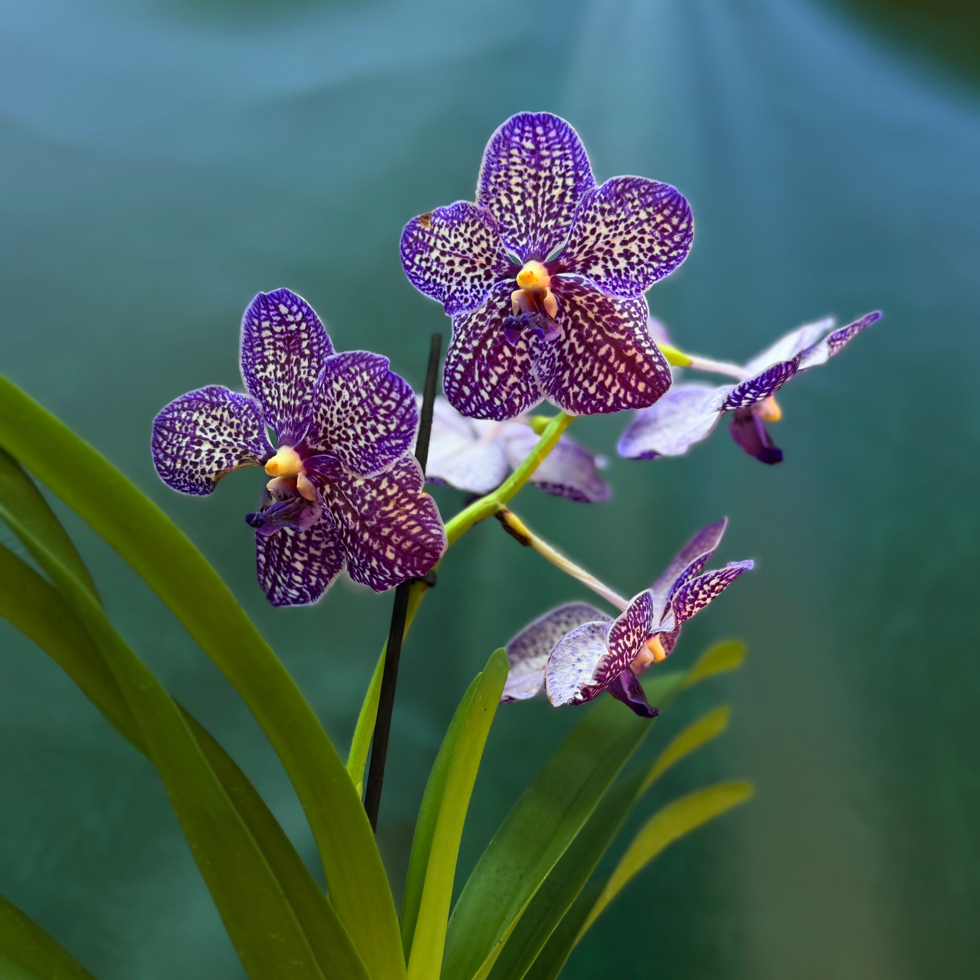 Orchid Vanda