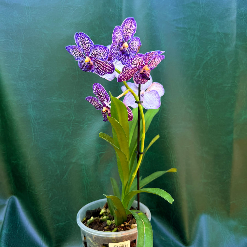 Orchid Vanda