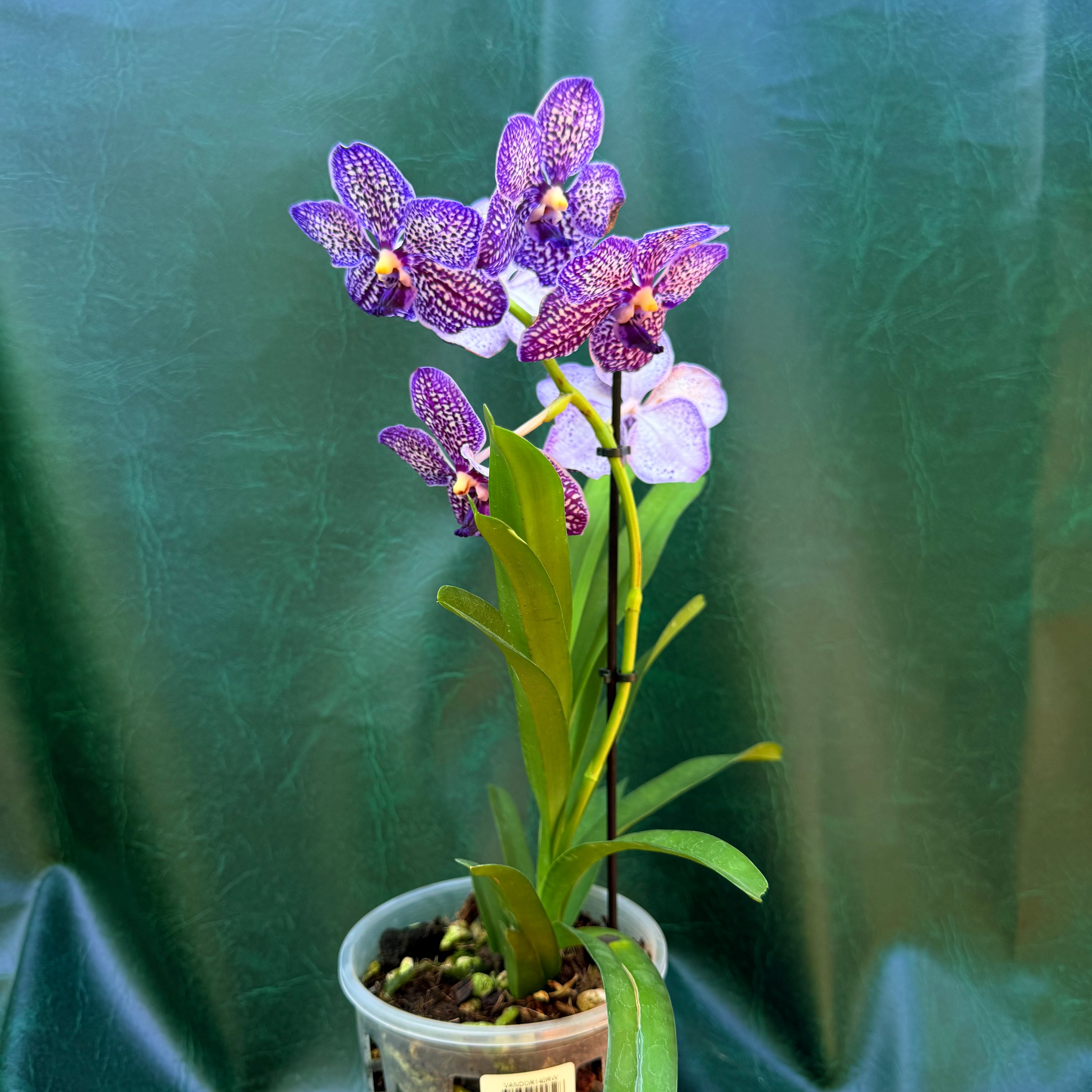 Orchid Vanda