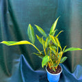 Alpinia variegated shell ginger