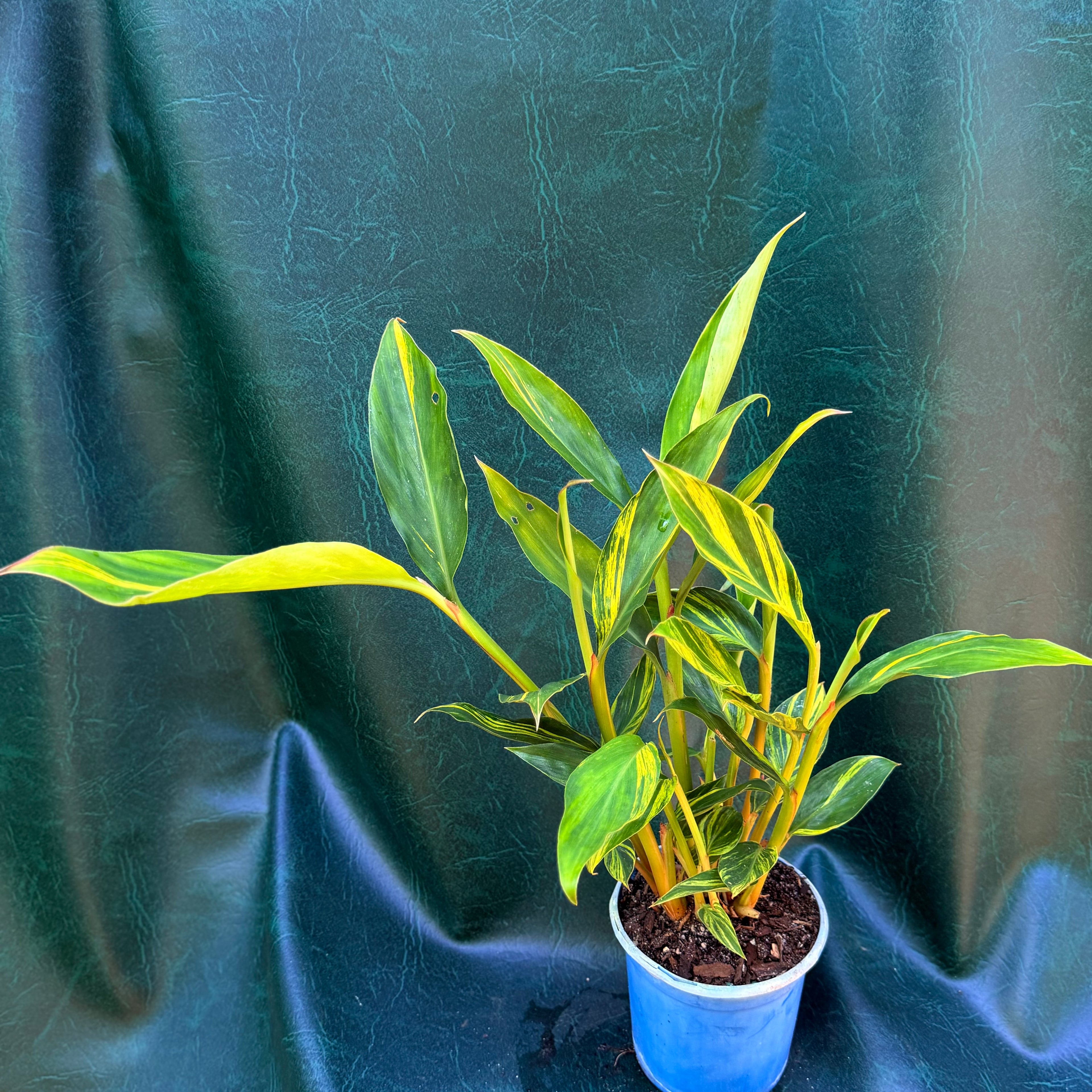 Alpinia variegated shell ginger
