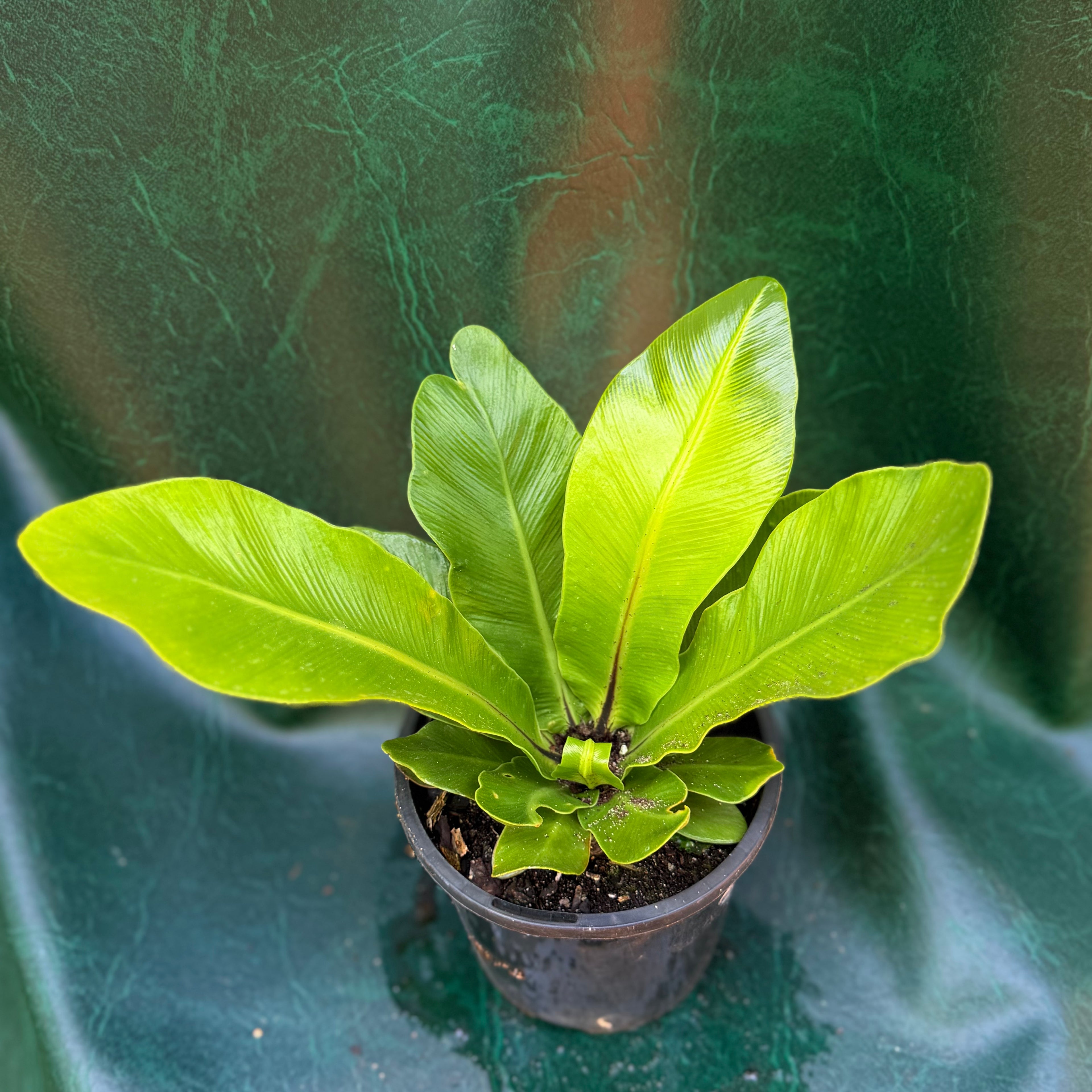 Asplenium Australasicum 'Birds Nest fern'