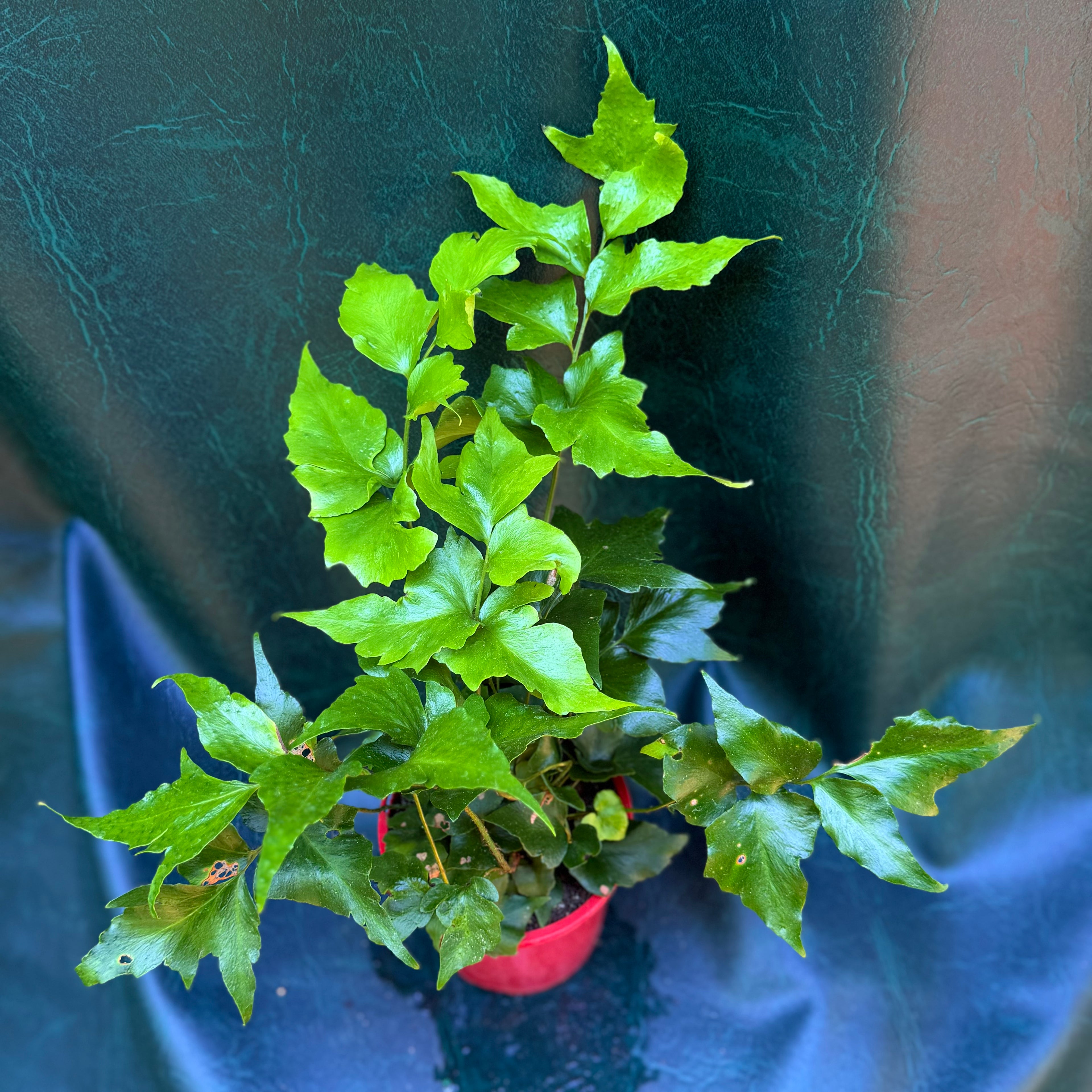 Cyrtomium Falcatum 'Holly fern'