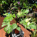 Monstera Thai Constellation