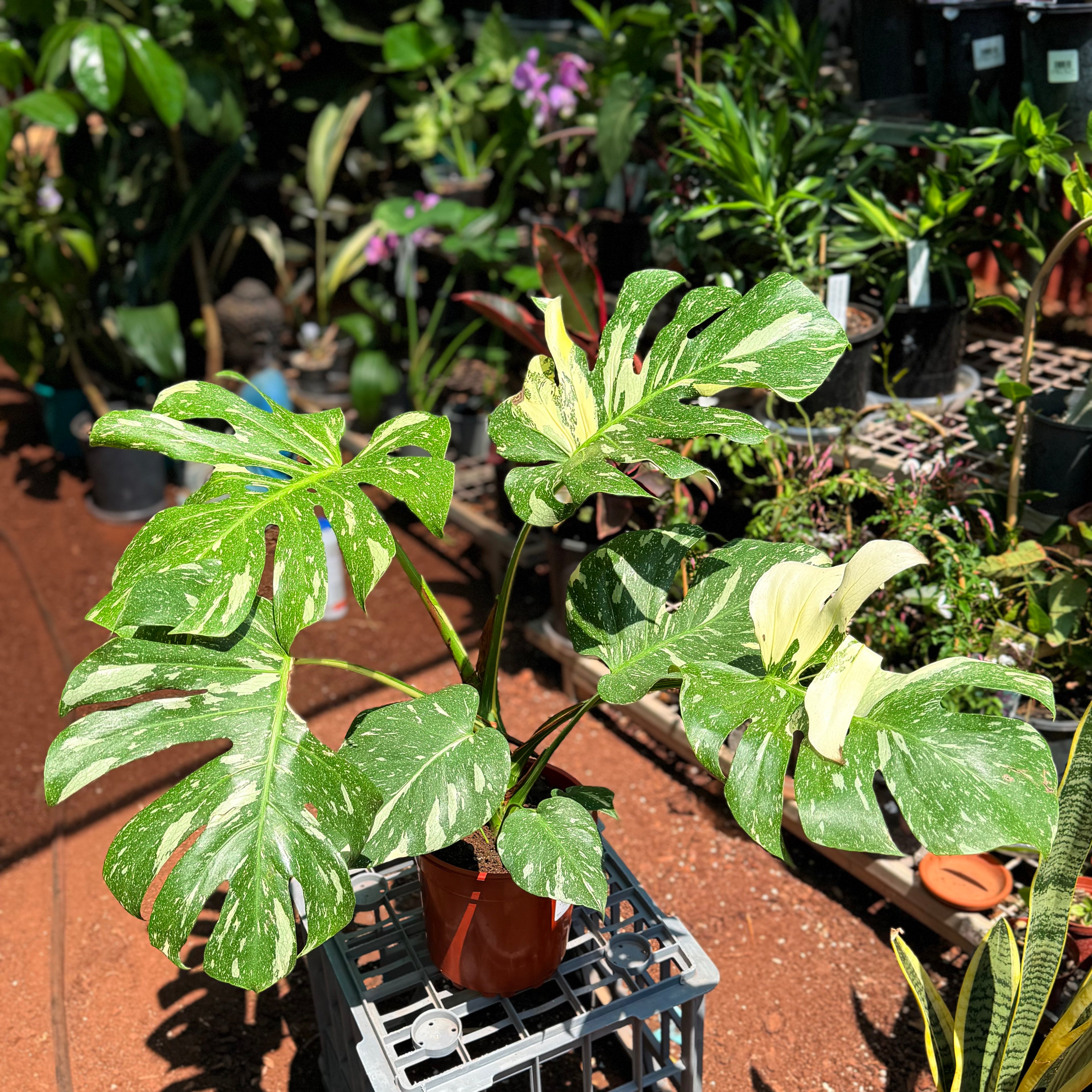 Monstera Thai Constellation