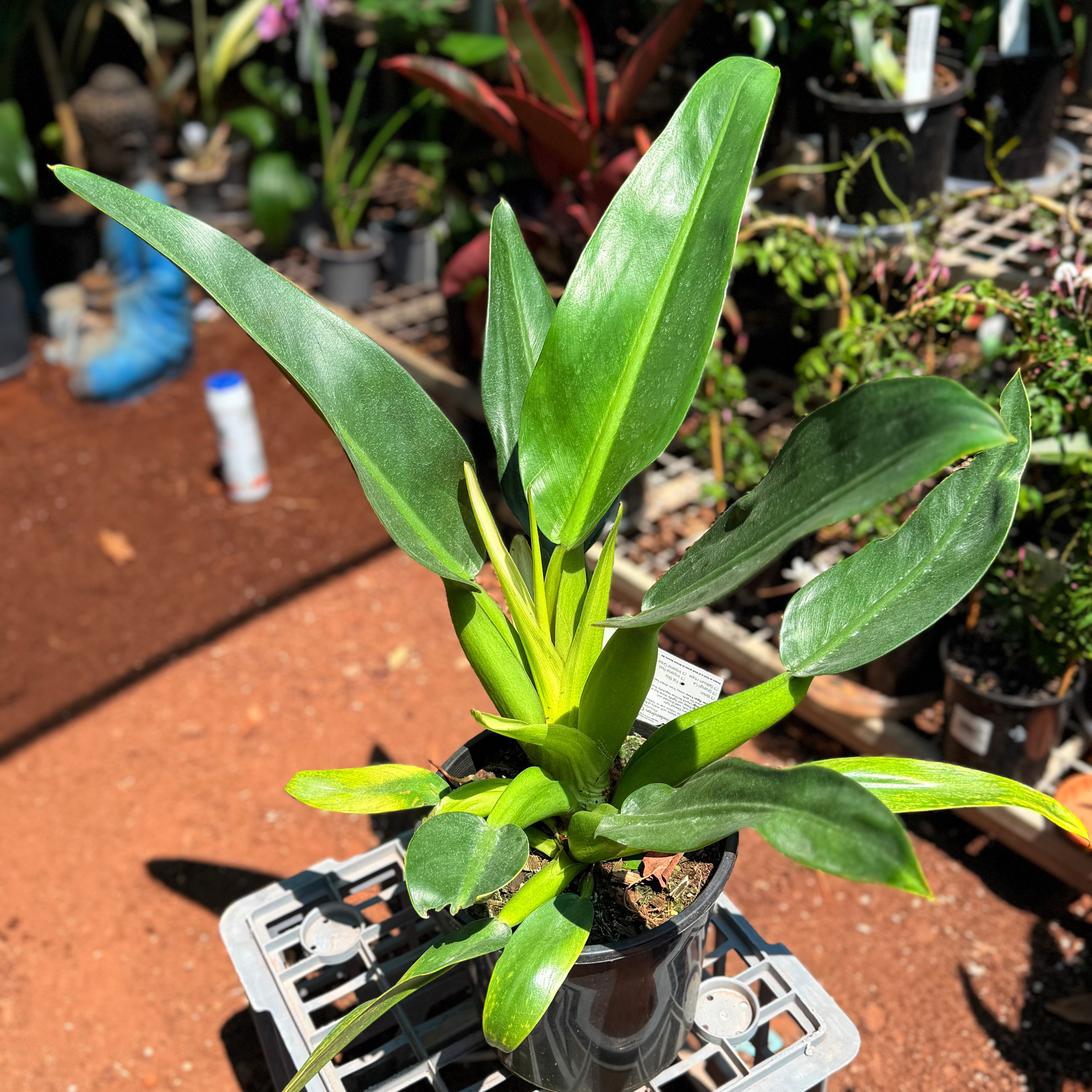 Philodendron Martianum 'Fat boy'