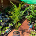 Dypsis Lutescens 'Golden cane' Palm